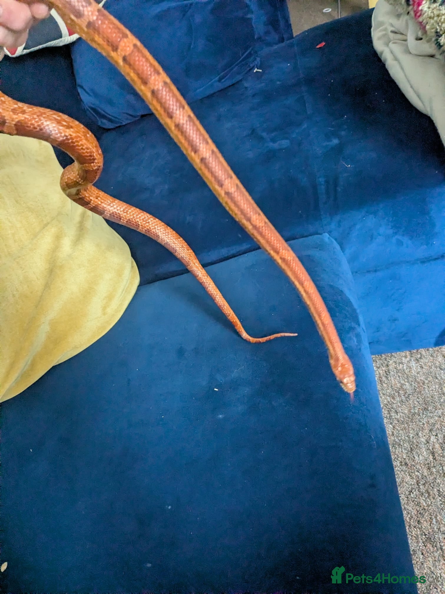 Corn Snake reptiles for sale: Calefornian Caramel Corn Snake - Advert 7
