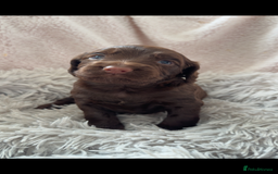Cocker Spaniel dogs for sale: Cocker spaniel puppies - Image 3