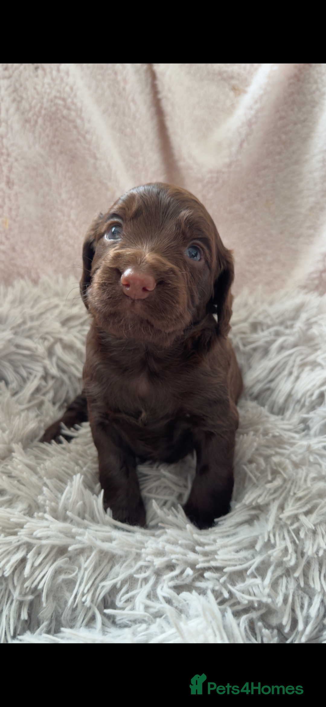 Cocker Spaniel dogs for sale: Cocker spaniel puppies - Image 3
