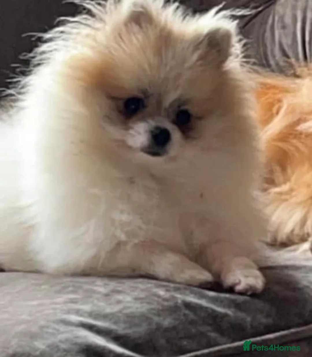 Pomeranian dogs for sale: Tiny 20 week old boy Pomeranian  - Advert 2