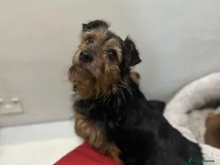 Jack Russell dogs Mini jack Russell babies - Advert 1