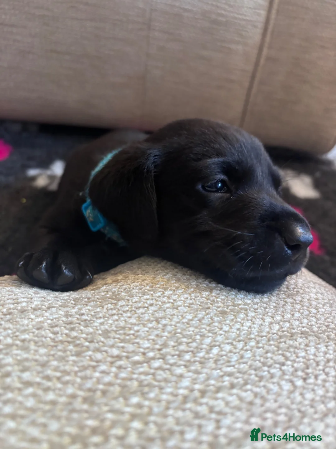 Labrador Retriever dogs for sale: Labrador Retriever KC puppies - Advert 2