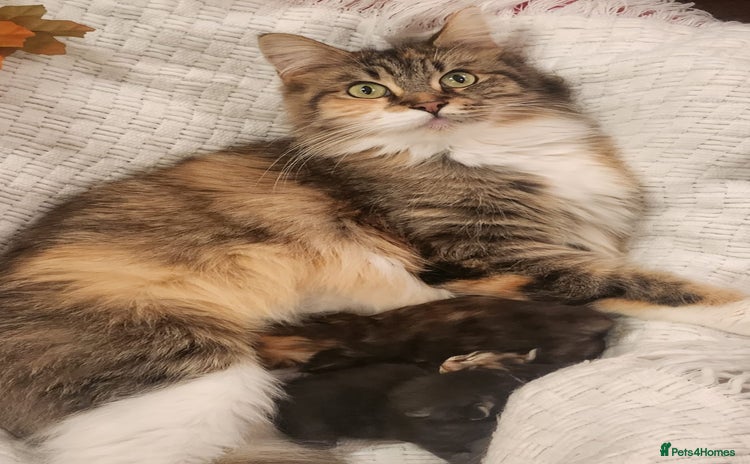 Maine Coon cats - Advert 10