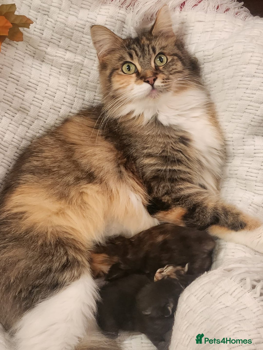 Maine Coon cats for sale: New litter Maine coon Kittens 100% Pedigree - Image 4