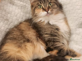 Maine Coon cats - Advert 9