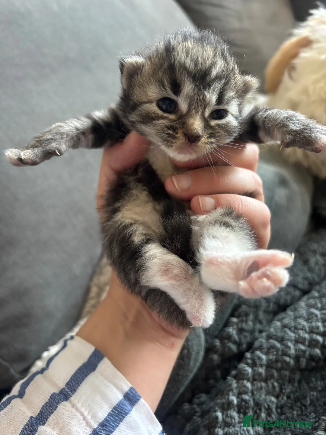 Mixed Breed cats for sale: Please read - Advert 1