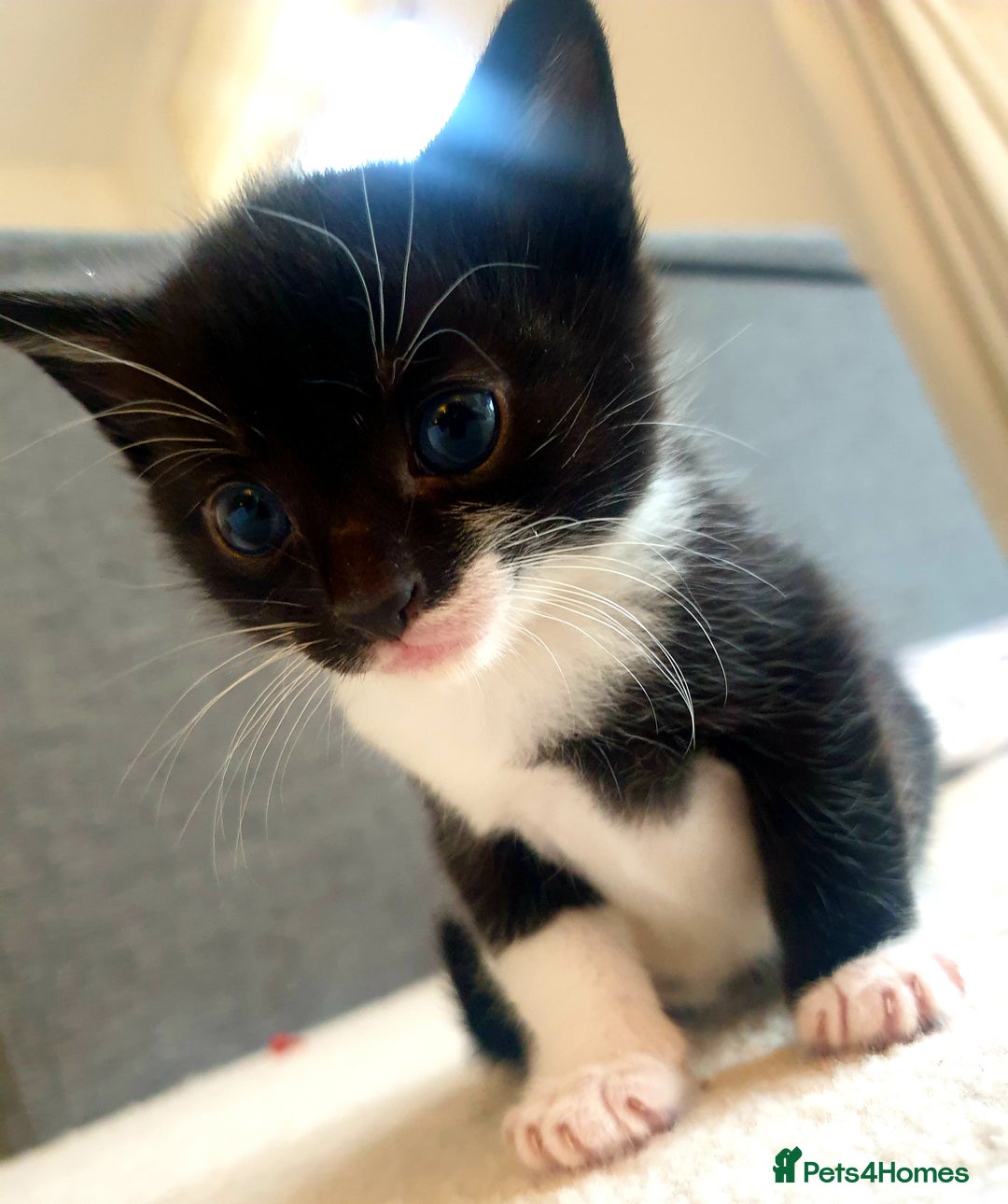 Mixed Breed cats for sale: Sweet Black & White & Tabby Kittens - Image 9