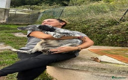 English Setter dogs for adoption: Cata  - Image 11