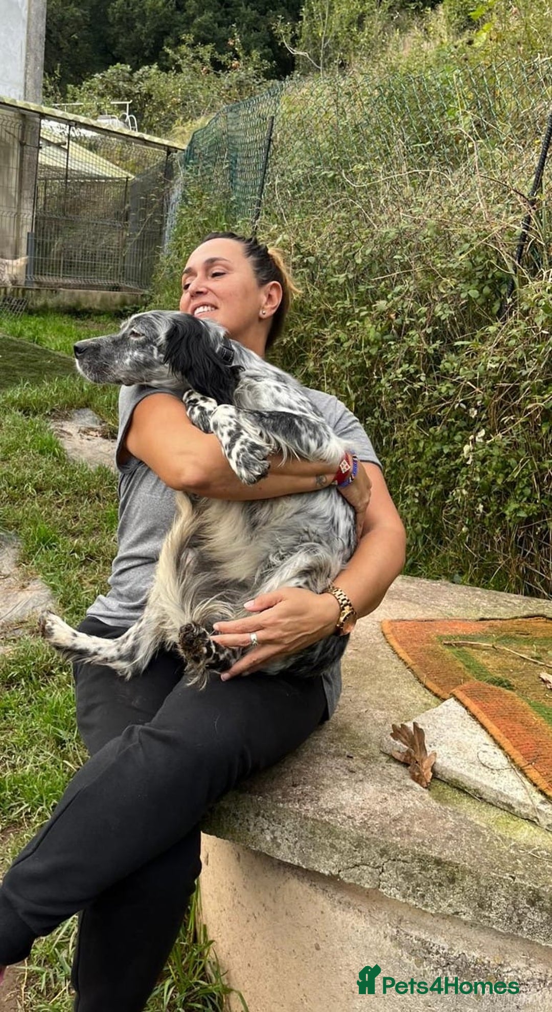 English Setter dogs for adoption: Cata  - Image 11