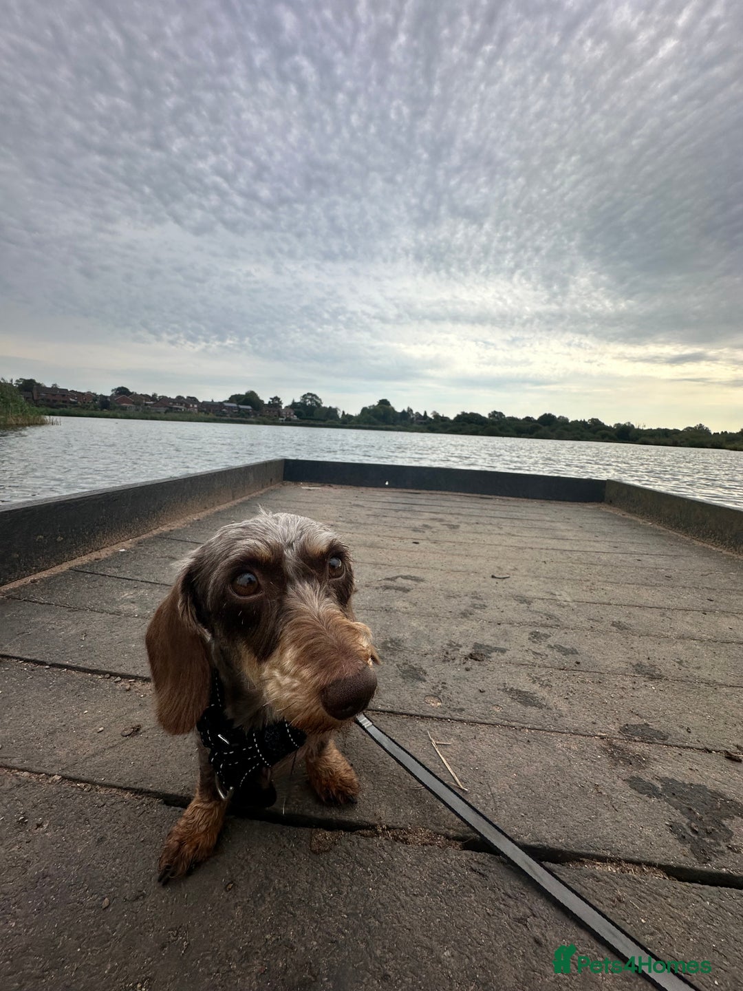 Miniature Dachshund dogs for sale: Miniature Daschund - Image 2