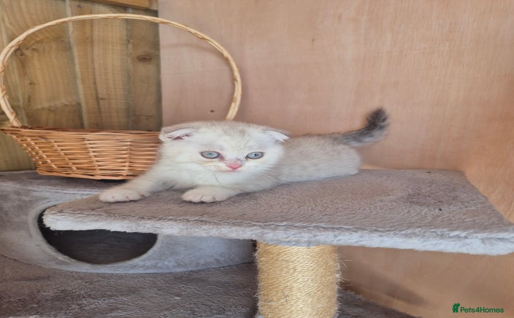 Scottish Fold cats - Advert 16