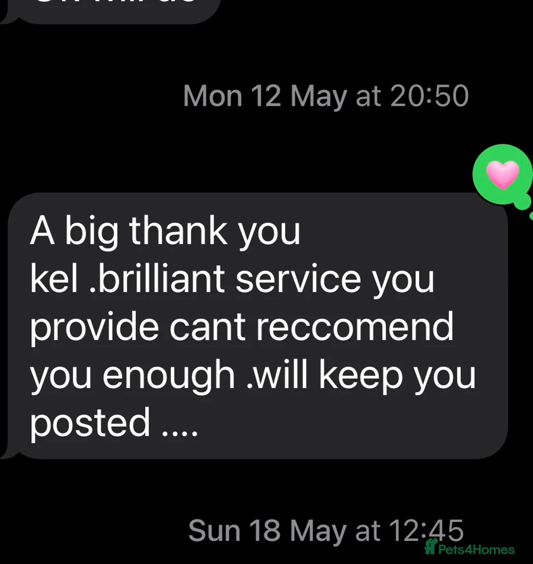 Toy Poodle dogs for stud: Health tested KC chocolate toy poodle stud in Stevenage - Advert 37