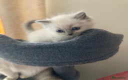 Ragdoll cats for sale: Ragdoll kitten READY NOW male and female £550 each - Image 4