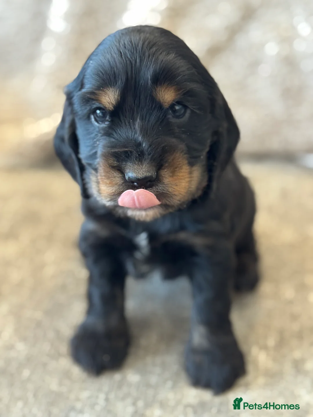 Cocker Spaniel dogs for sale: 100% SHOWTYPE COCKERS KC REGISTERED HEALTH TESTED  - Advert 7