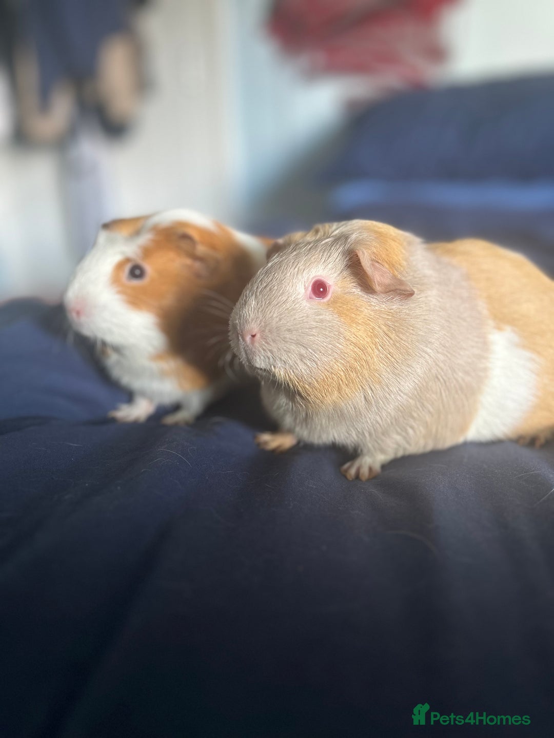 Guinea Pig rodents for sale: 2 female guinea pigs  - Image 2