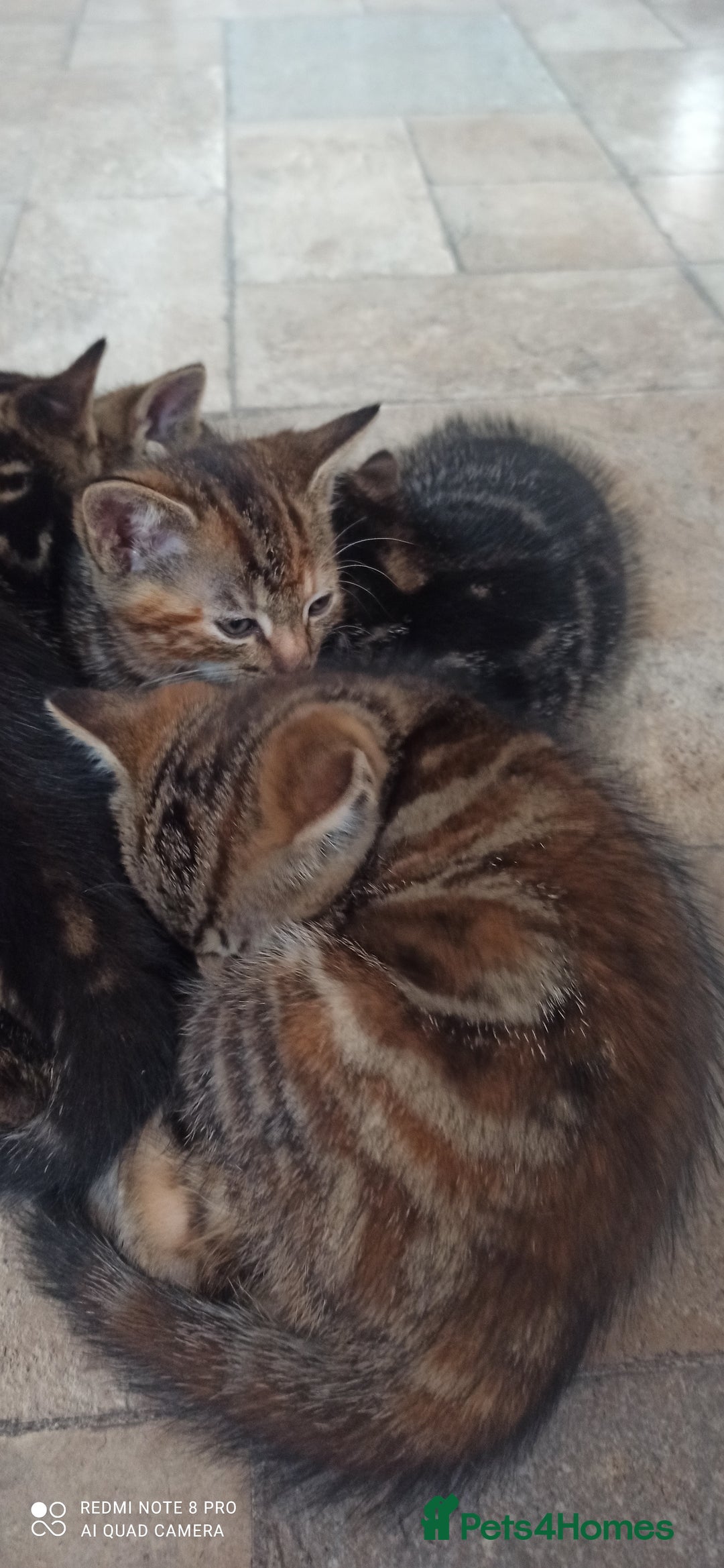 British Shorthair cats for sale: Beautiful tabby kittens - Image 8