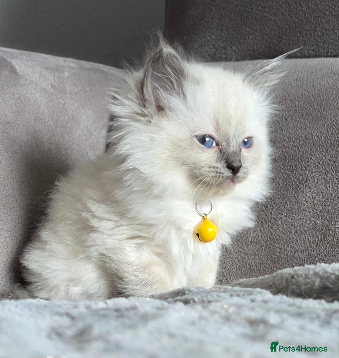 Ragdoll cats   Ragdoll kittens - Advert 4