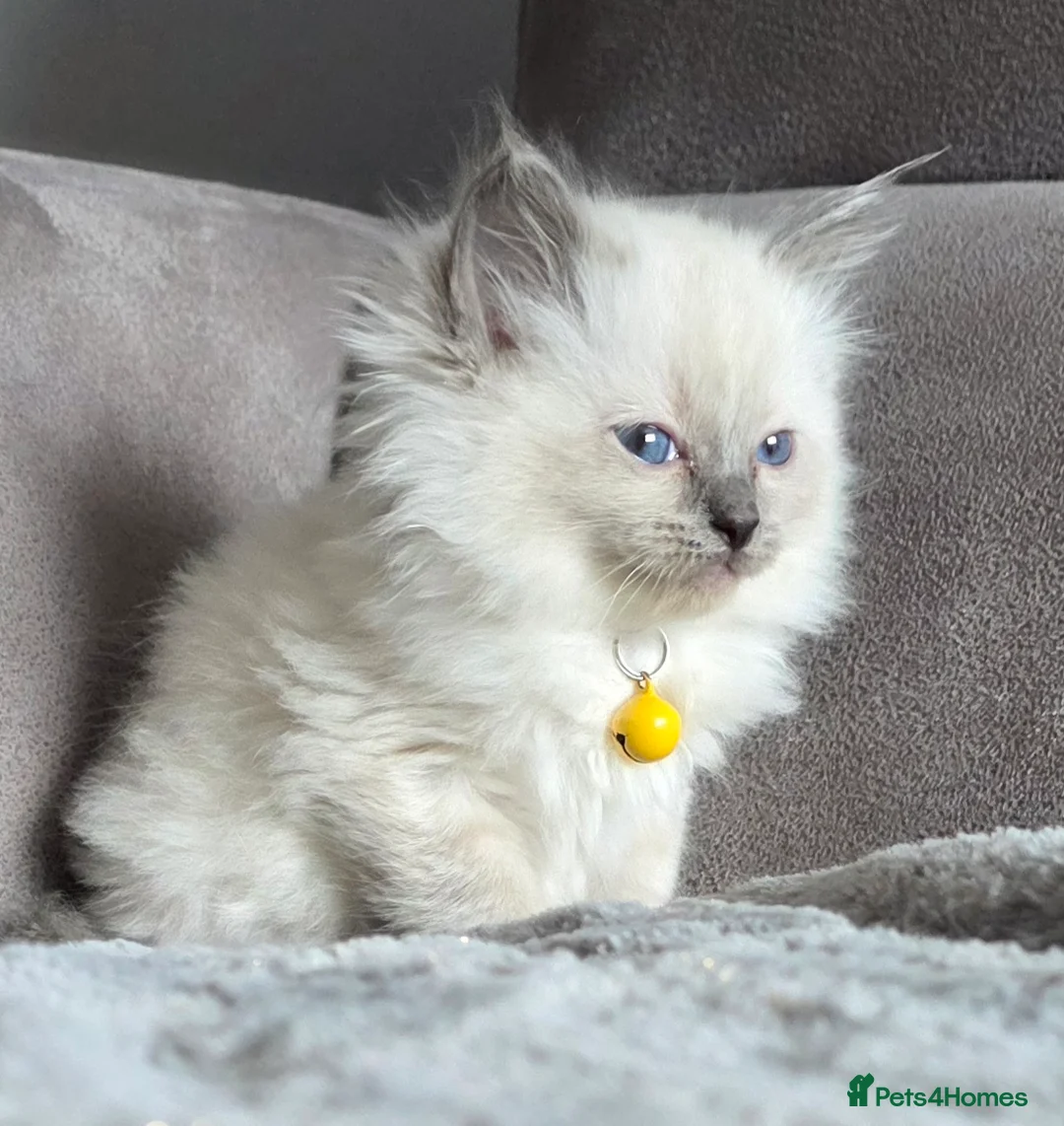 Ragdoll cats for sale:   Ragdoll kittens - Advert 1