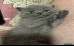 Himalayan cats for sale: 3 kittens Himalayan x Scottish fold Ready now - Image 24