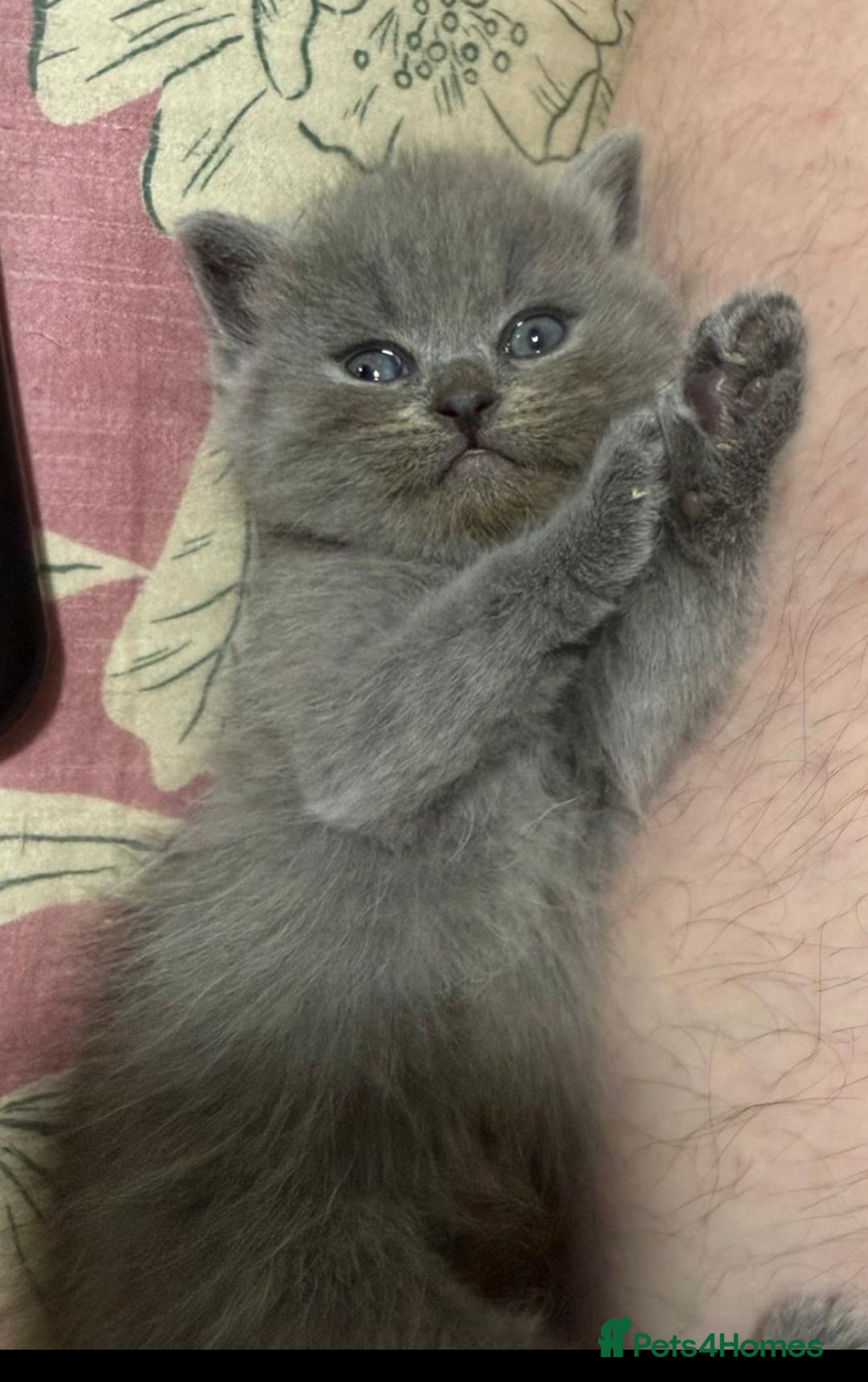 Himalayan cats for sale: 3 kittens Himalayan x Scottish fold Ready now - Image 24