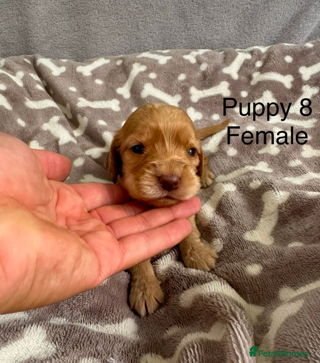 Cocker Spaniel dogs for sale: 🐾⭐️Exceptional ShowType Cocker Spaniel Puppys🐾⭐️ - Image 14