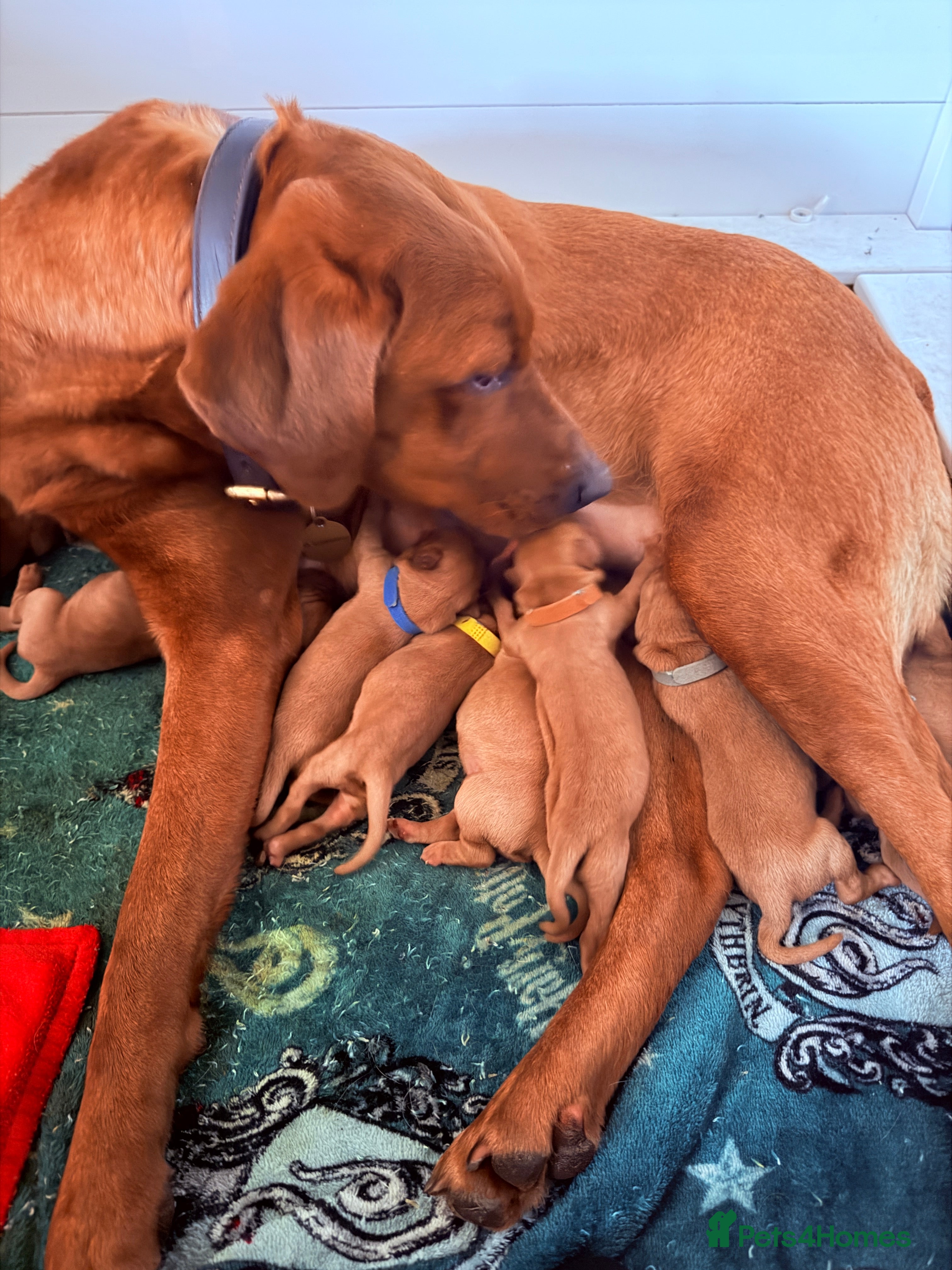 Labrador Retriever dogs EXCEPTIONAL KC Reg Fox Red with FTCH Lineage - Advert 9