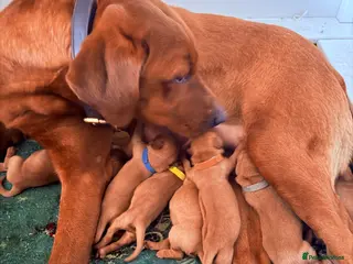 Labrador Retriever dogs EXCEPTIONAL KC Reg Fox Red with FTCH Lineage - Advert 9