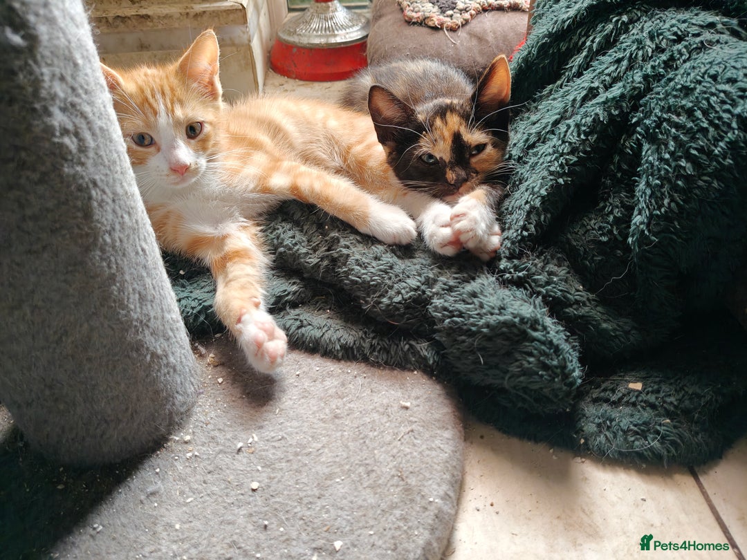 Mixed Breed cats for sale: Gorgeous Part BSH kittens ready to go now - Image 6