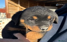 Rottweiler dogs for sale: Stunning chunky Rottweiler puppies - Image 25