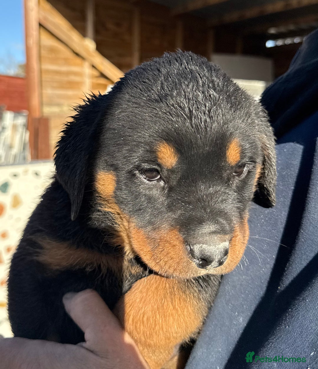 Rottweiler dogs for sale: Stunning chunky Rottweiler puppies - Image 25