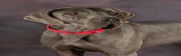 Great Dane dogs for stud: fully health tested proven outstanding solid blue in Thetford - Advert 2