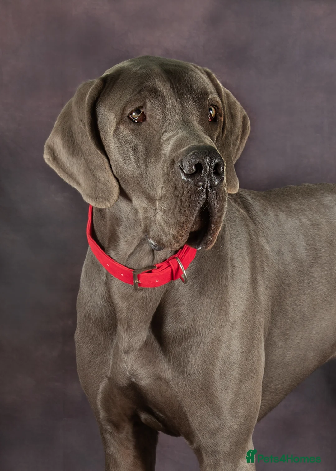 Great Dane dogs for stud: fully health tested proven outstanding solid blue in Thetford - Advert 2