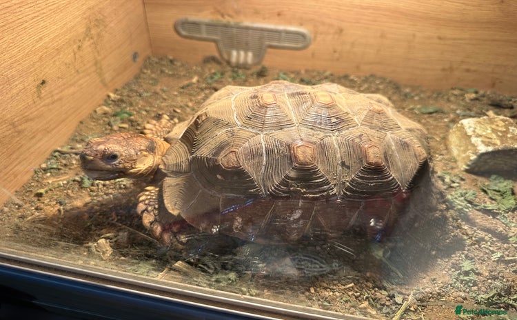 Tortoise reptiles Sulcata and Red Food Tortoise  - Advert 3