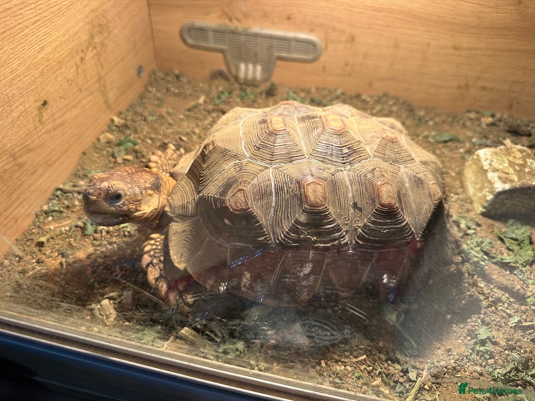Tortoise reptiles for sale: Sulcata and Red Food Tortoise  - Advert 3