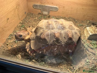 Tortoise reptiles for sale: Sulcata and Red Food Tortoise - Advert 1