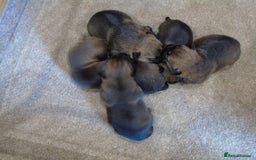 Border Terrier dogs for stud: kc proven border terriers slem clear for stud in Belper - Image 5