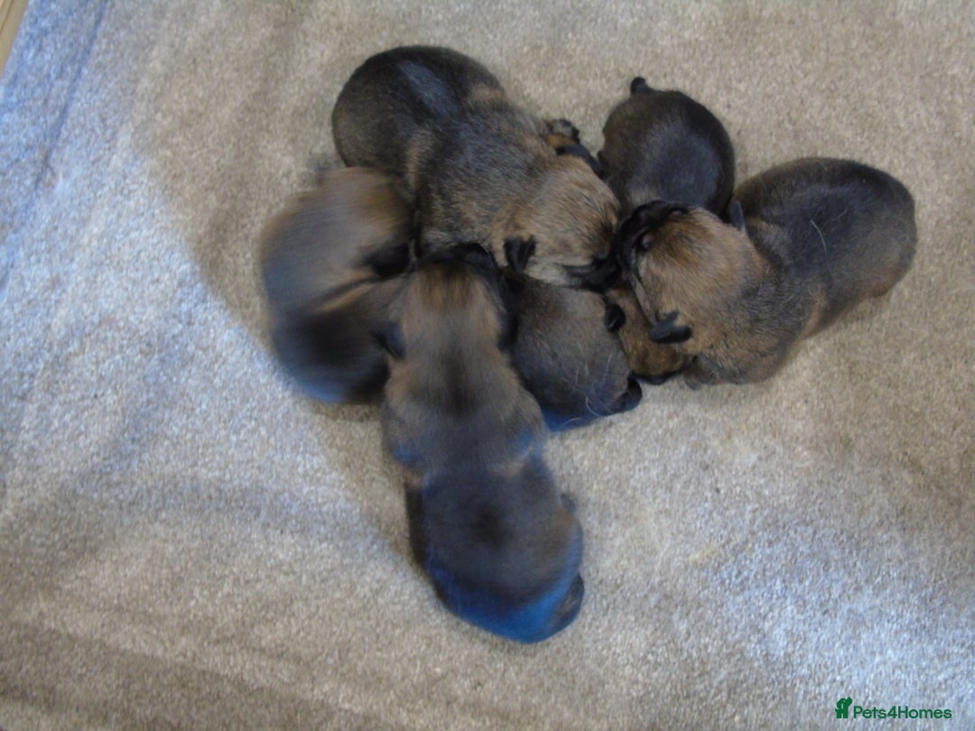 Border Terrier dogs for stud: kc proven border terriers slem clear for stud in Belper - Image 5
