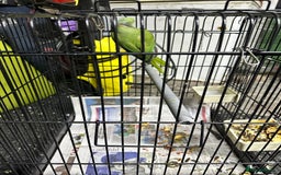 Parrots birds for sale: Parakeet parrot for sale - Image 4