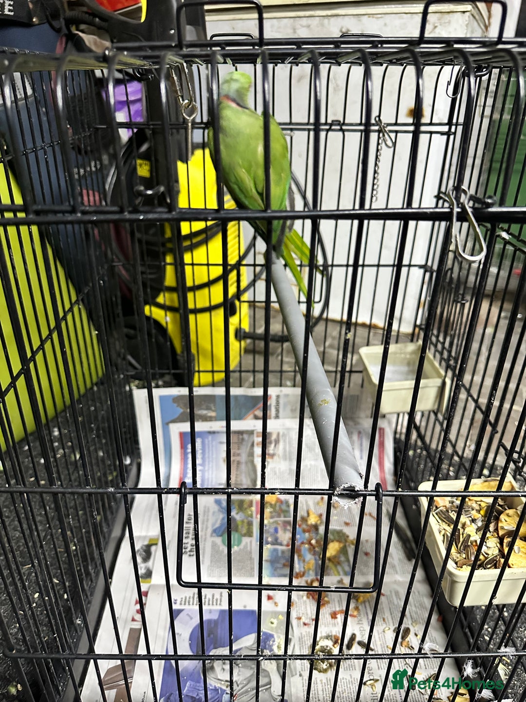 Parrots birds for sale: Parakeet parrot for sale - Image 4