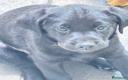 Labrador Retriever dogs for sale: Fully health tested kc reg Labrador puppies  - Image 4