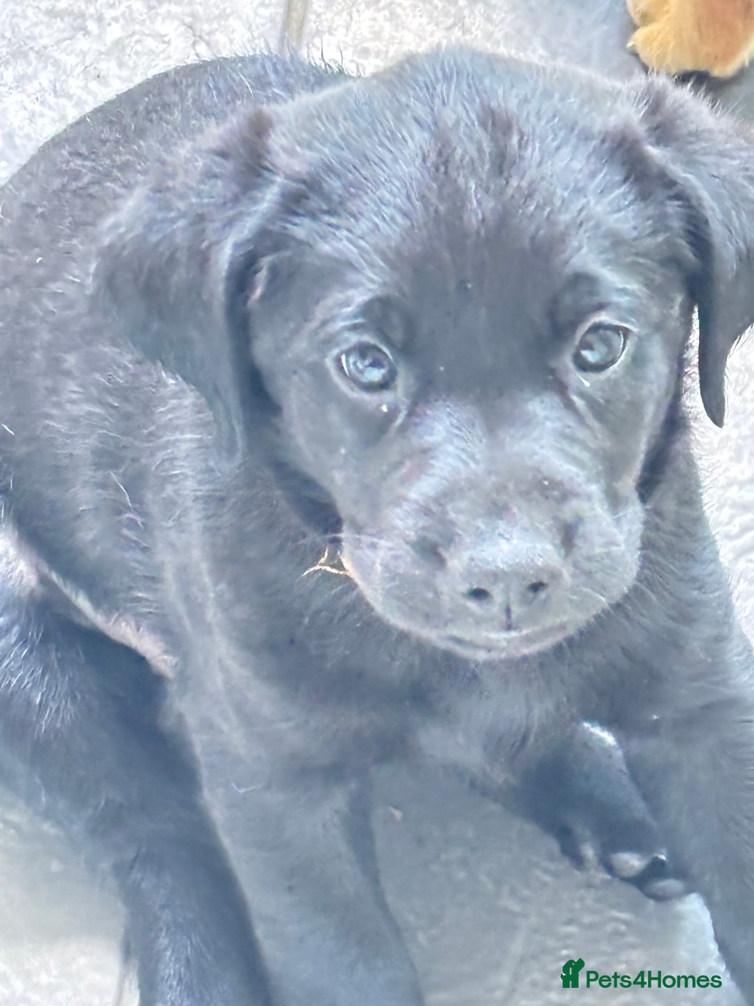 Labrador Retriever dogs for sale: Fully health tested kc reg Labrador puppies  - Image 4