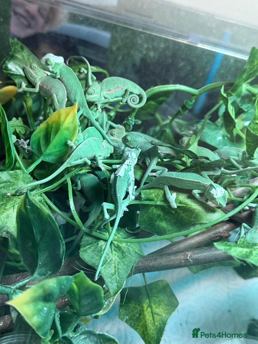 Chameleon reptiles for sale: Baby Yemen Chameleons - Advert 4