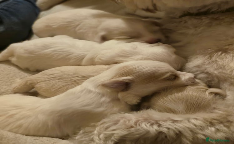 Maltese dogs - Advert 7