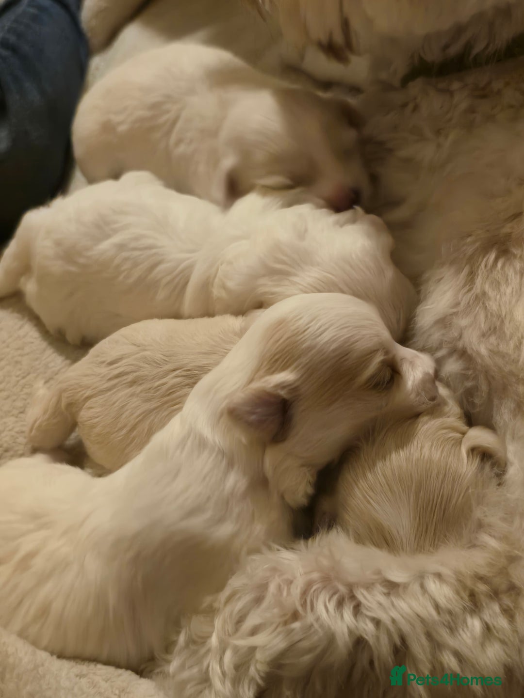 Maltese dogs for sale: 4 maltese girls ready to leave in 2 weeks! - Image 1