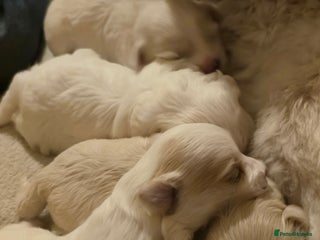 Maltese dogs - Advert 3