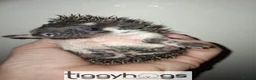 Pygmy Hedgehog rodents for sale: 4 Handsome Male African Pygmy Hedgehogs available  - Advert 5