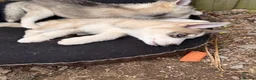 Pomsky dogs for sale: Last boy he had found his forever home please read - Advert 9