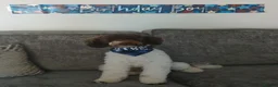Toy Poodle dogs for stud: Ralphie parti toy poodle  in Liverpool - Advert 3