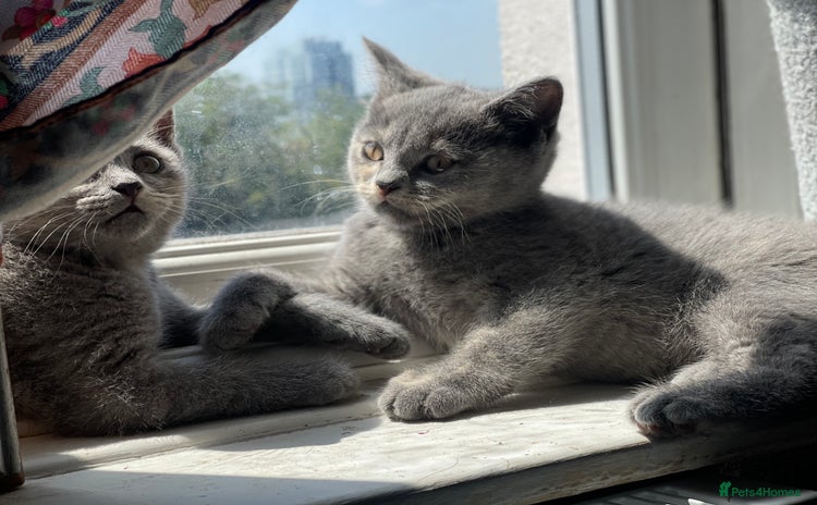British Shorthair cats - Advert 13
