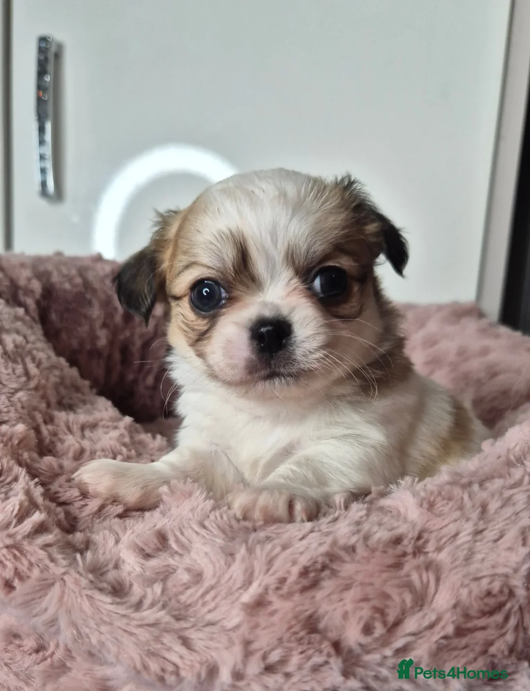 Chihuahua dogs for sale: KC registered chihuahua puppies  - Advert 11